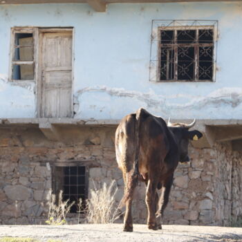 Fotografie getiteld "cow where :)" door Orhan Güldeste, Origineel Kunstwerk, Niet gemanipuleerde fotografie