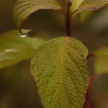Photography titled "leaf and water drop" by Orhan Güldeste, Original Artwork, Non Manipulated Photography