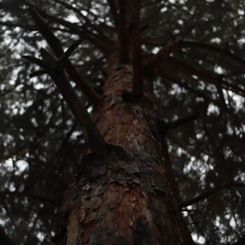 Fotografia zatytułowany „tree and branches d…” autorstwa Orhan Güldeste, Oryginalna praca, Fotografia nie manipulowana