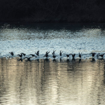 Fotografia intitolato "birds on water" da Orhan Güldeste, Opera d'arte originale, Fotografia non manipolata