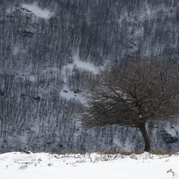 "A lonely tree on th…" başlıklı Fotoğraf Orhan Güldeste tarafından, Orijinal sanat, Fotoşopsuz fotoğraf