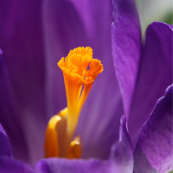 Photography titled "Crocus" by Ovnirox, Original Artwork