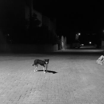 Photographie intitulée "Dog" par Özgür Tekin, Œuvre d'art originale, Photographie argentique