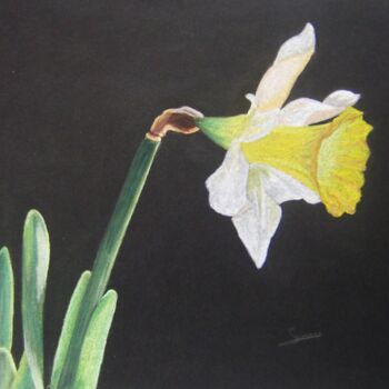 Drawing titled "Daffodil" by P. Le Sommer, Original Artwork, Pastel