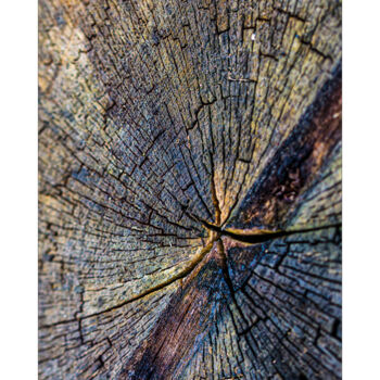 Fotografie getiteld "Le secret des arbres" door P. Zimmermann, Origineel Kunstwerk, Niet gemanipuleerde fotografie