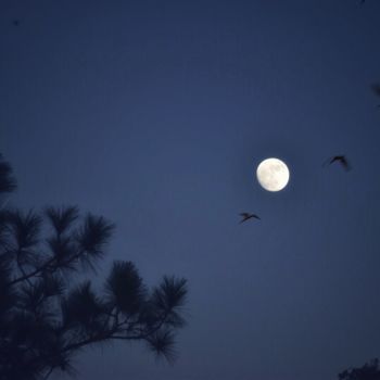 Photography titled "moonlit night" by Padmanabha Joshi, Original Artwork, Digital Photography