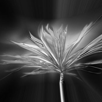 Фотография под названием "windy day" - Padmanabha Joshi, Подлинное произведение искусства, Цифровая фотография