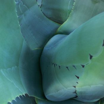 Photography titled "agave.jpg" by Angela Paap, Original Artwork