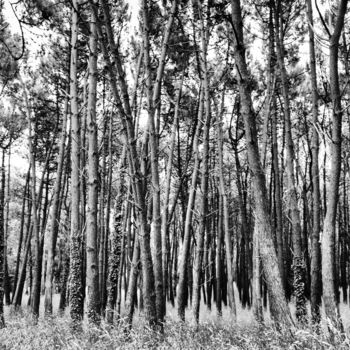 Fotografía titulada "Bosque de Miramar" por Pablo Picardi, Obra de arte original, Fotografía digital