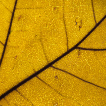 Fotografia intitolato "Yellow leaf macro d…" da Marco Pastori, Opera d'arte originale, Fotografia digitale