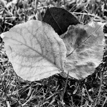 Fotografia intitolato "3 dry leaves in the…" da Marco Pastori, Opera d'arte originale, Fotografia digitale