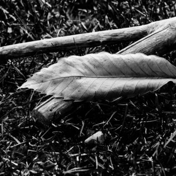 제목이 "Dry chestnut leaf a…"인 사진 Marco Pastori로, 원작, 디지털