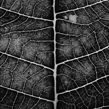 Fotografia intitolato "Leaf with its veins…" da Marco Pastori, Opera d'arte originale, Fotografia digitale