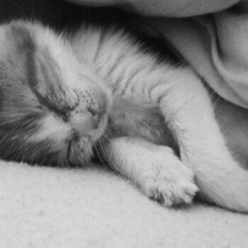 Photographie intitulée "kitten nap" par Pascal Carro (PKRO), Œuvre d'art originale, Photographie numérique