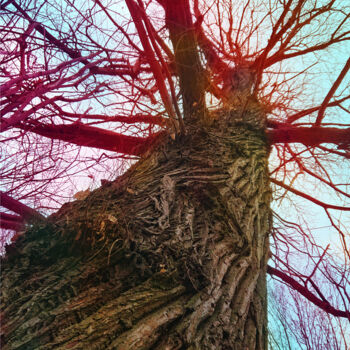 "Sky root #2" başlıklı Fotoğraf Pascal Carro (PKRO) tarafından, Orijinal sanat, Dijital Fotoğrafçılık