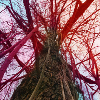 Fotografia intitulada "Sky root #3" por Pascal Carro (PKRO), Obras de arte originais, Fotografia digital