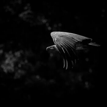 Photographie intitulée "le vautour" par Pascal Pierre, Œuvre d'art originale