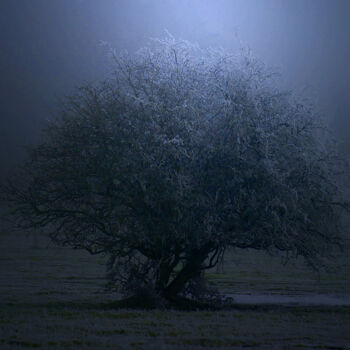 Photographie intitulée "l'arbre" par Pascal Pierre, Œuvre d'art originale, Photographie numérique