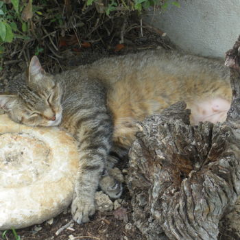 Photographie intitulée "Sieste au soleil" par Pascale Bezaud, Œuvre d'art originale