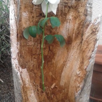 Fotografia intitulada "Fleur-écorce" por Pascale Bezaud, Obras de arte originais, Fotografia Não Manipulada