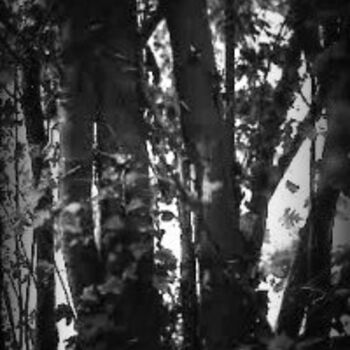 Fotografía titulada "la forêt en retour/2" por Pascaline, Obra de arte original