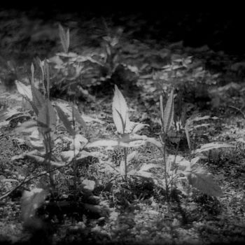 Photographie intitulée "La note de lumière…" par Pascaline, Œuvre d'art originale