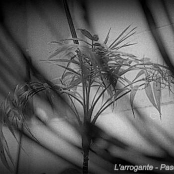 Photography titled "L'arrogante" by Pascaline, Original Artwork, Analog photography