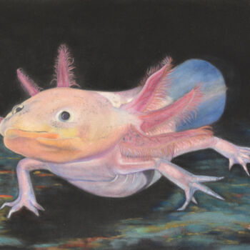 Drawing titled "Axolotl" by Pastels Et Velours, Original Artwork, Pastel Mounted on Cardboard
