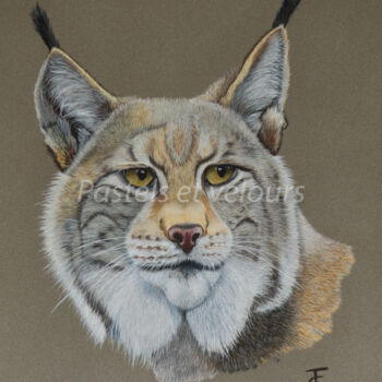 Dessin intitulée "Oeil de lynx" par Pastels Et Velours, Œuvre d'art originale, Pastel