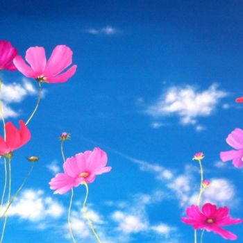 Painting titled "Cosmos Flowers" by Patricia Matser, Original Artwork, Acrylic Mounted on Wood Panel