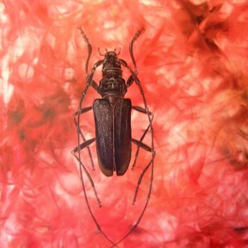 Ζωγραφική με τίτλο "big insect n°2" από Patou.B, Αυθεντικά έργα τέχνης