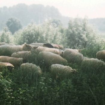 摄影 标题为“Sheeps” 由Pato Van Hecke, 原创艺术品