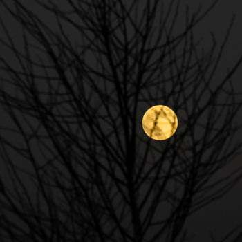 Photographie intitulée "L'arbre à lune" par Patrice Corbin, Œuvre d'art originale