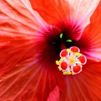 Photography titled "HIBISCUS." by Patrice Le Gall, Original Artwork