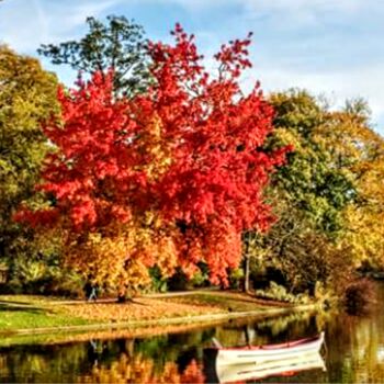 "** Lac Daumesnil Bo…" başlıklı Fotoğraf Patrice Le Gall tarafından, Orijinal sanat