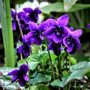 "** Violettes **" başlıklı Fotoğraf Patrice Le Gall tarafından, Orijinal sanat