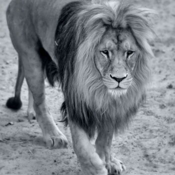 Photography titled "LE MAJESTUEUX LION" by Patrice Vial, Original Artwork, Digital Photography Mounted on artwork_cat.