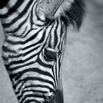 Photography titled "LE ZEBRE" by Patrice Vial, Original Artwork, Digital Photography Mounted on Aluminium