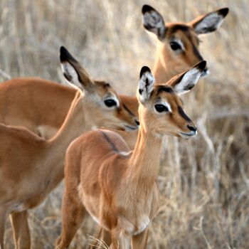 Photography titled "IMPALA - LE TRIO" by Patrice Vial, Original Artwork, Digital Photography Mounted on Aluminium