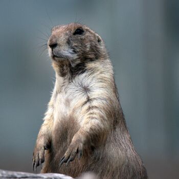 Photography titled "LA MARMOTTE" by Patrice Vial, Original Artwork, Non Manipulated Photography Mounted on Aluminium