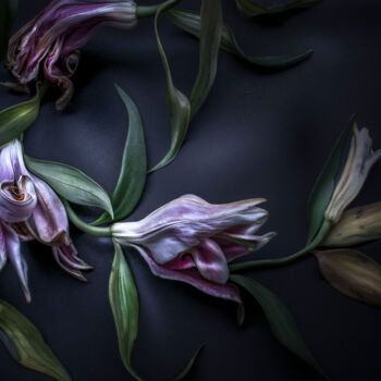 Photography titled "FLORAISON 7" by Patricia Giudicelli Sister, Original Artwork, Digital Photography Mounted on Other rigid…