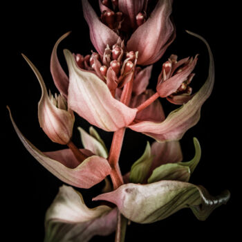 Photography titled "FLORAISON 3 " La be…" by Patricia Giudicelli Sister, Original Artwork, Digital Photography Mounted on Ot…