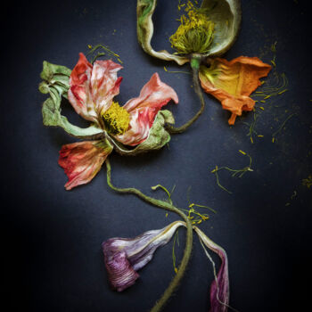 "Floral 2" başlıklı Fotoğraf Patricia Giudicelli Sister tarafından, Orijinal sanat, Dijital Fotoğrafçılık Diğer sert panel ü…