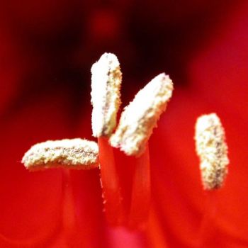 Fotografie mit dem Titel "amaryllis1" von Patricia Saulais, Original-Kunstwerk, Digitale Fotografie