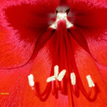 "amaryllis4" başlıklı Fotoğraf Patricia Saulais tarafından, Orijinal sanat, Dijital Fotoğrafçılık