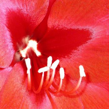 Fotografie getiteld "amaryllis5" door Patricia Saulais, Origineel Kunstwerk, Digitale fotografie