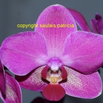 Photography titled "orchidee N°2" by Patricia Saulais, Original Artwork