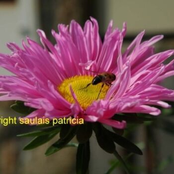 Fotografie mit dem Titel "abeille sur fleur" von Patricia Saulais, Original-Kunstwerk