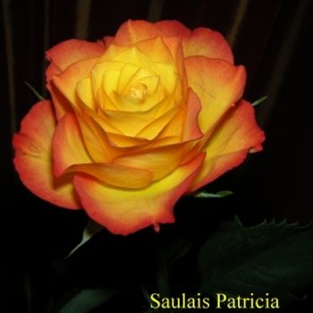 Photography titled "rose orangee N°1" by Patricia Saulais, Original Artwork, Digital Photography