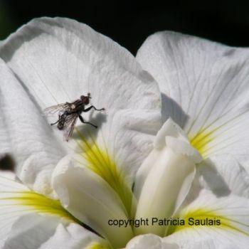 Photographie intitulée "iris blanc" par Patricia Saulais, Œuvre d'art originale, Photographie numérique